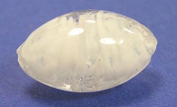  venetian murano clear glass over white clouds 15mm x 9mm oval bead *** QUANTITY IN STOCK =13 *** 