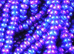  precosia czech glass #11 (11/0) rainbow luster cobalt seed bead - sold per gram (pp25g) 